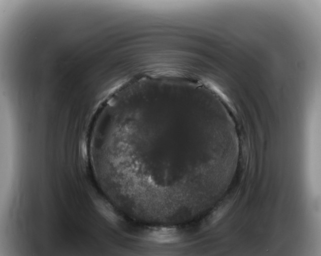 X0000086260398200704051307