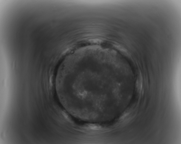 X0000086260424200704051306
