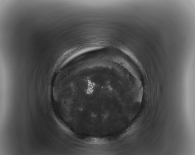 X0000086260442200704051306
