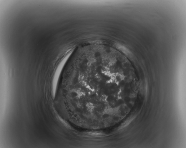 X0000086260449200704051306