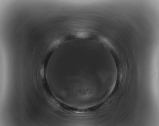 X0000086260502200704051305