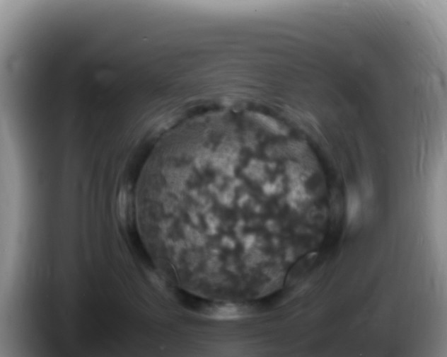 X0000086260527200704051305
