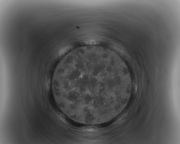 X0000086260652200704051303