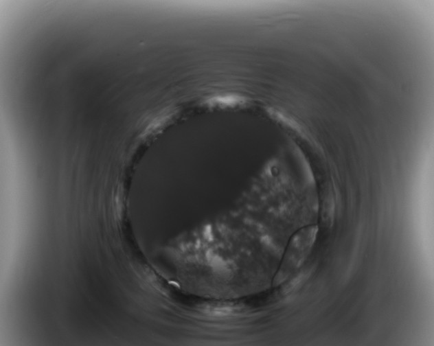 X0000086260661200704051303