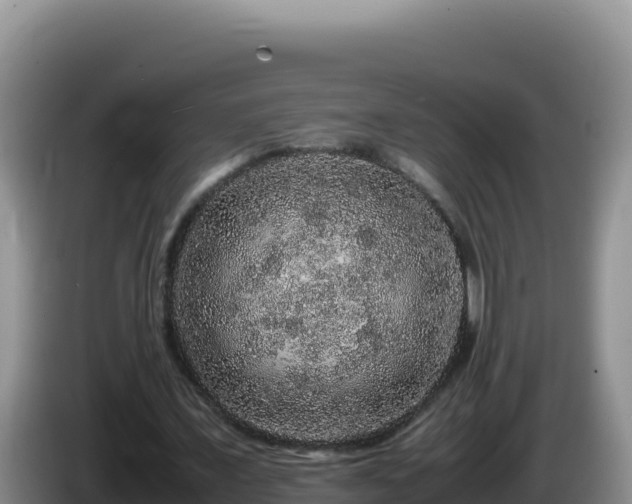 X0000086260675200704051303