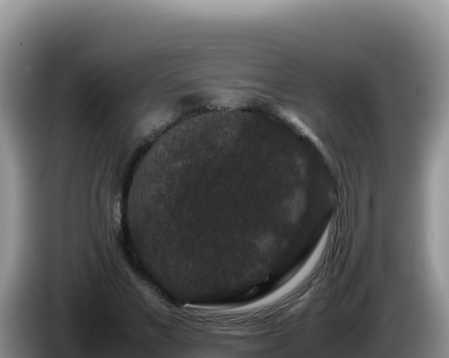 X0000086260685200704051303