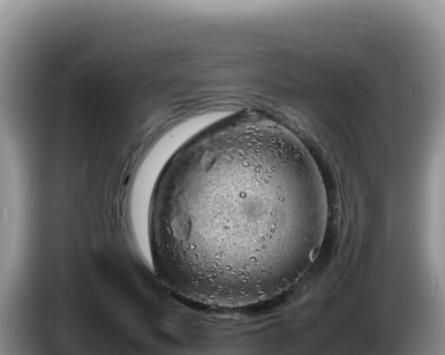 X0000086260695200704051303