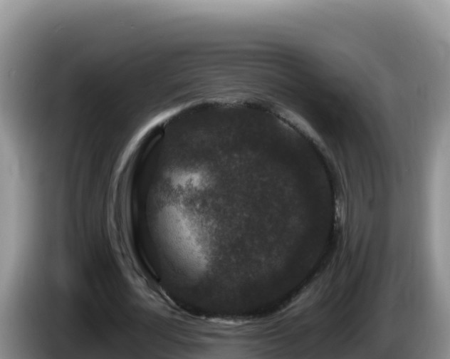 X0000086260724200704051302