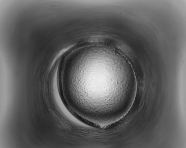 X0000086260727200704051302