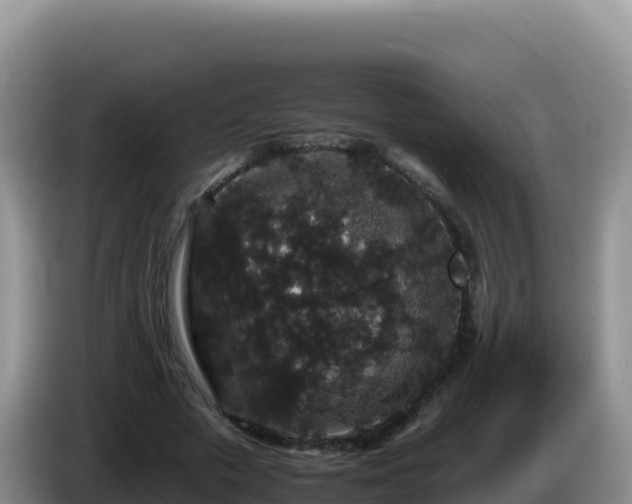 X0000086260729200704051302