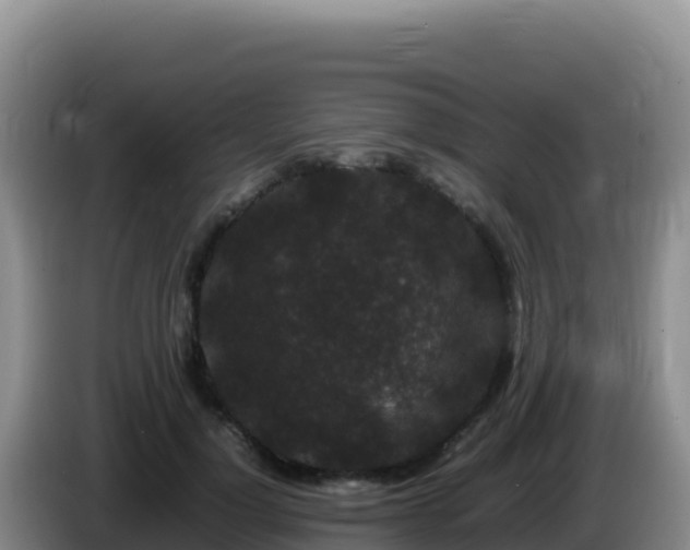 X0000086260748200704051302