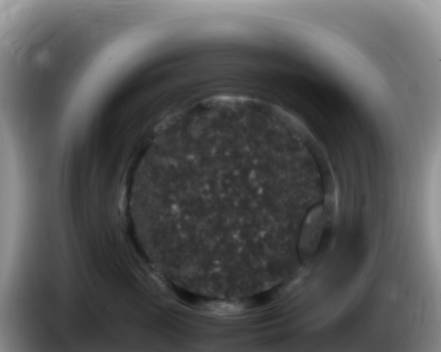 X0000086260765200704051302