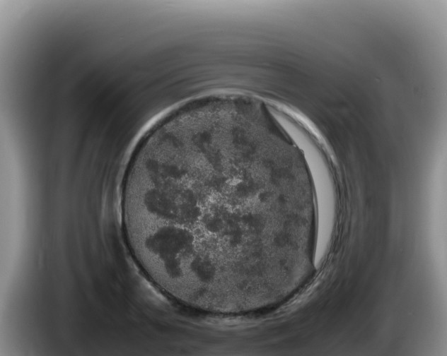 X0000086260791200704051301