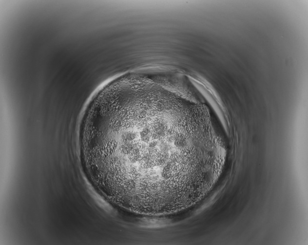 X0000086260795200704051301