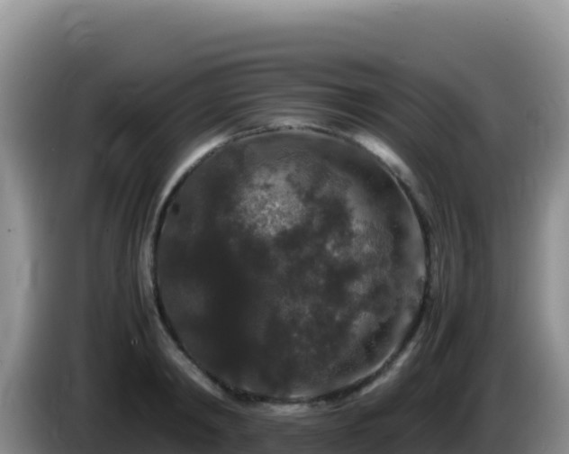 X0000086260798200704051301