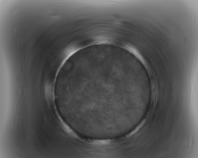 X0000086260810200704051301