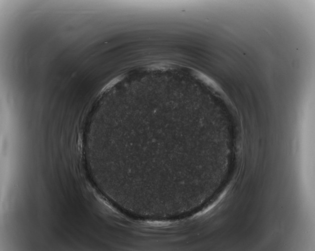 X0000086260825200704051300