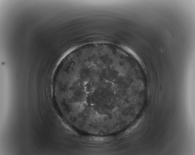 X0000086260829200704051300