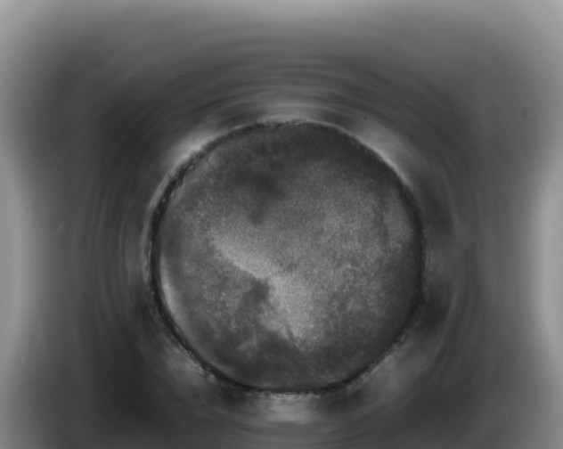X0000086260832200704051300