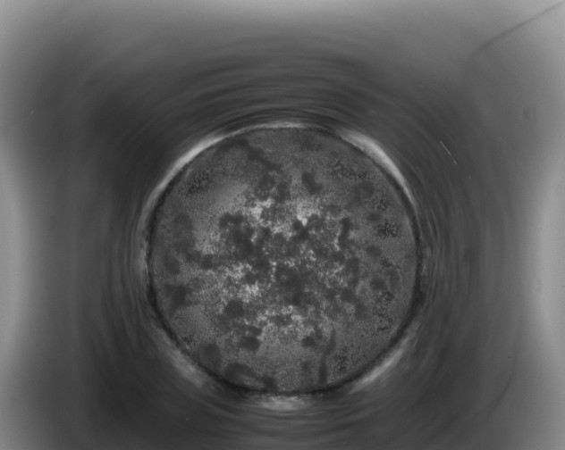 X0000086260835200704051300