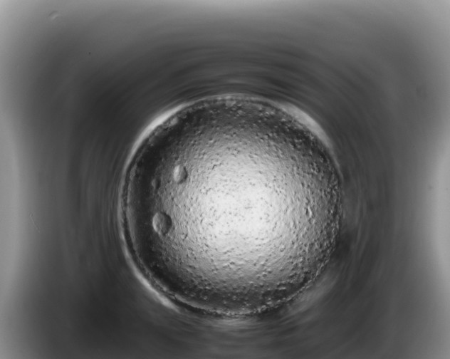X0000086260847200704051301