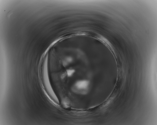 X0000086260851200704051301