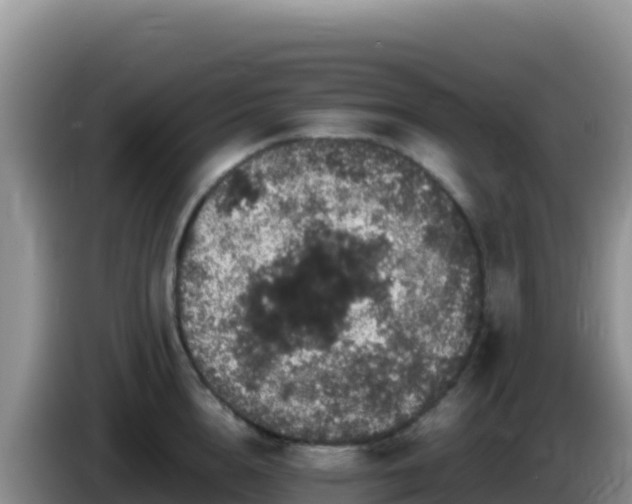 X0000086260856200704051301