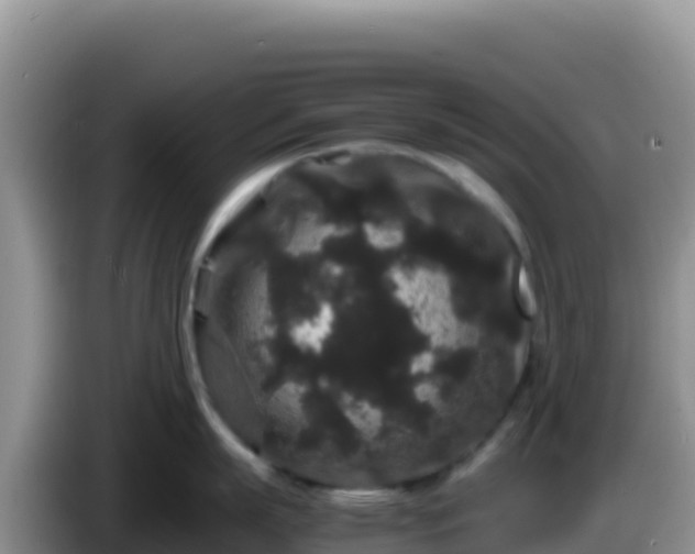 X0000086260863200704051301