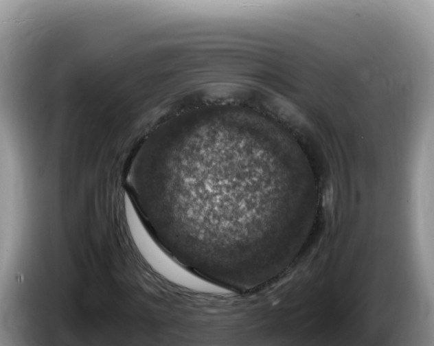 X0000086260868200704051300