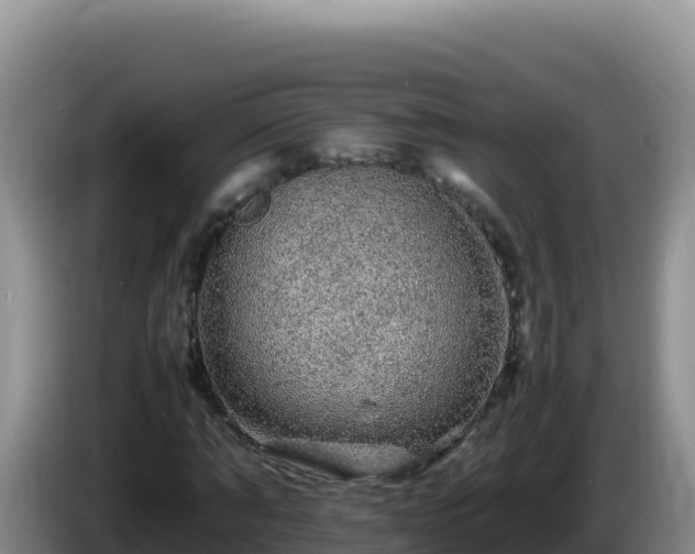 X0000086260870200704051300
