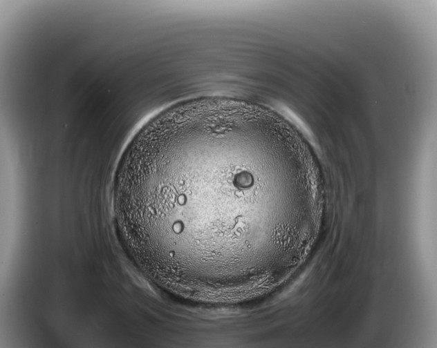 X0000086260891200704051300