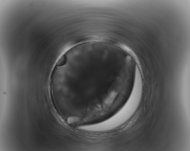 X0000086260899200704051300