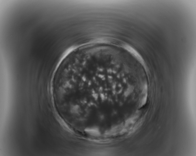 X0000086260907200704051300