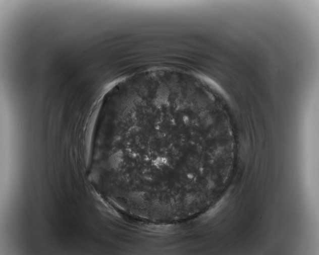 X0000086260921200704051259