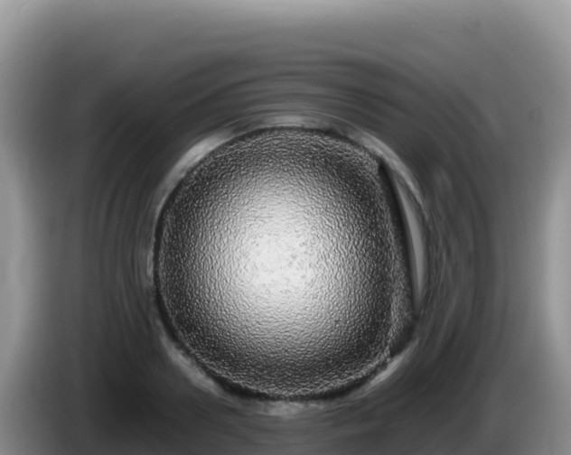 X0000086260938200704051259