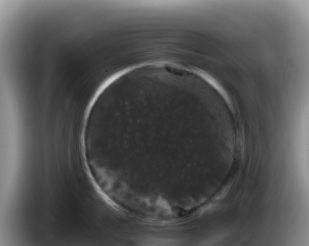 X0000086260959200704051300