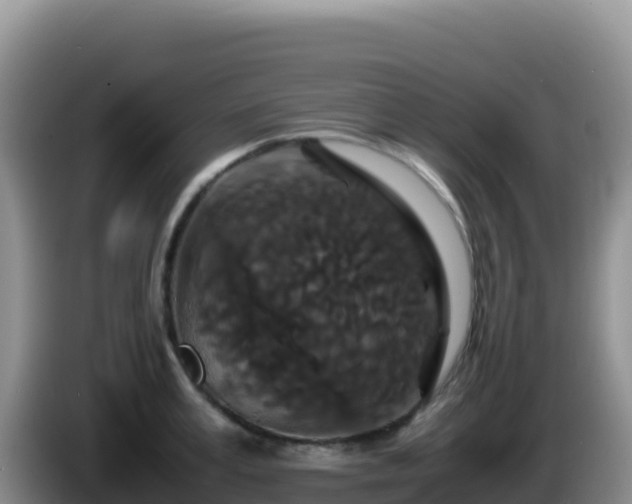 X0000086260995200704051258