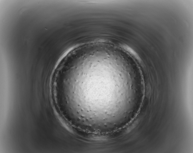X0000086261039200704051258