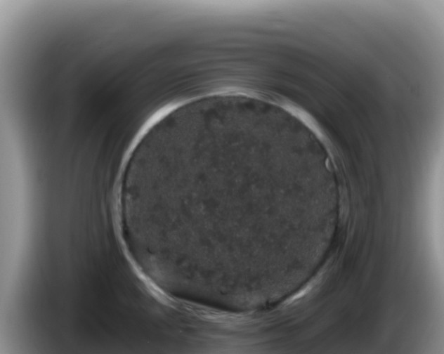 X0000086261048200704051258