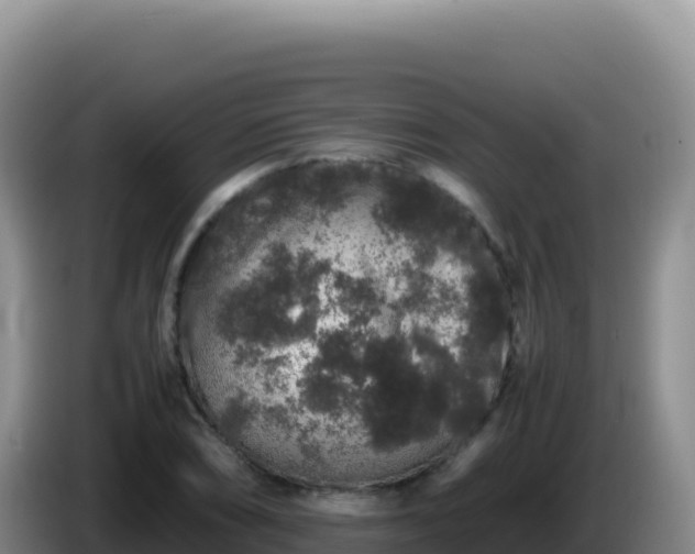X0000086261074200704051257