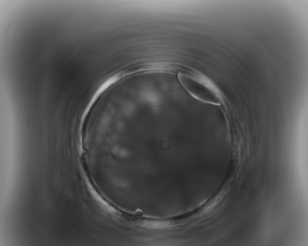 X0000086261095200704051257