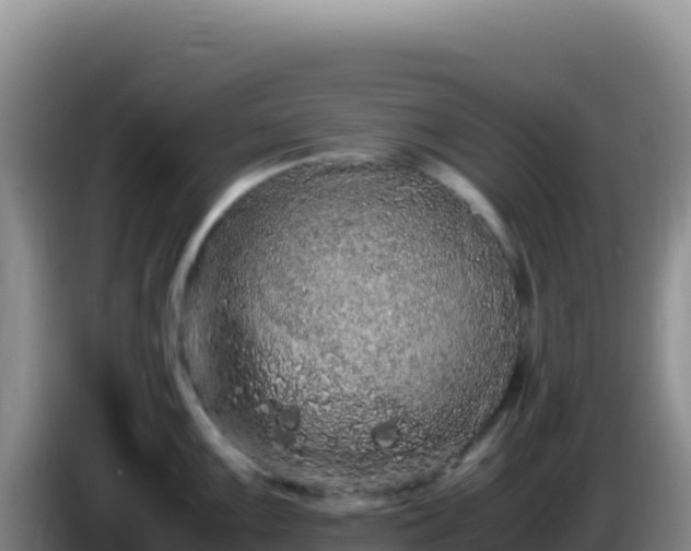 X0000086261099200704051257