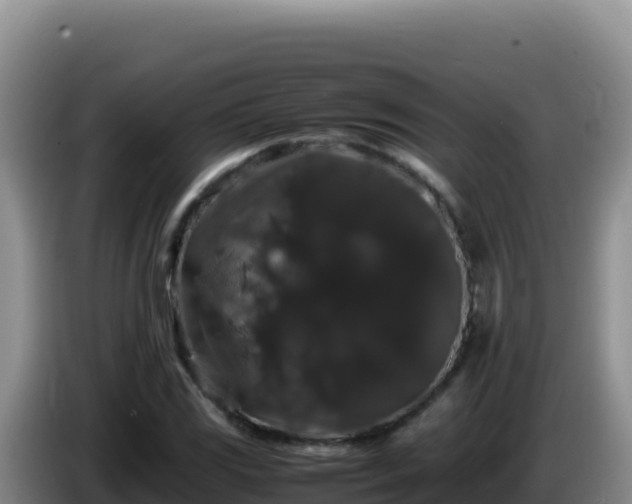 X0000086261117200704051256