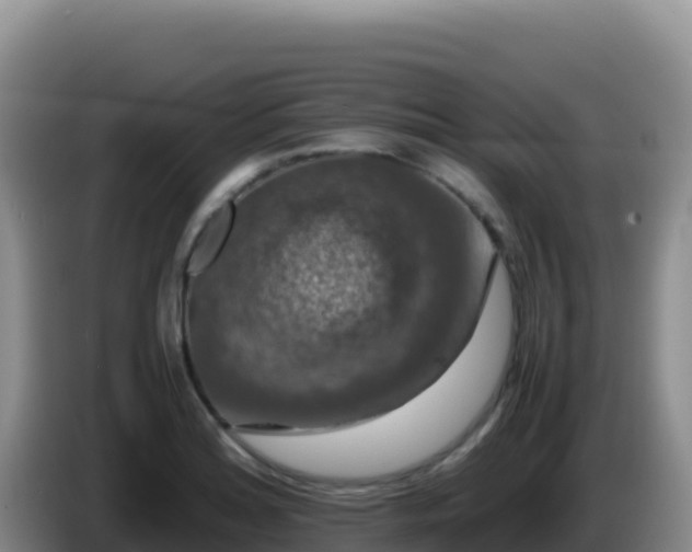 X0000086261180200704051256