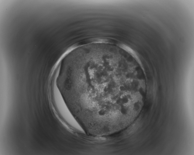 X0000086261235200704051255