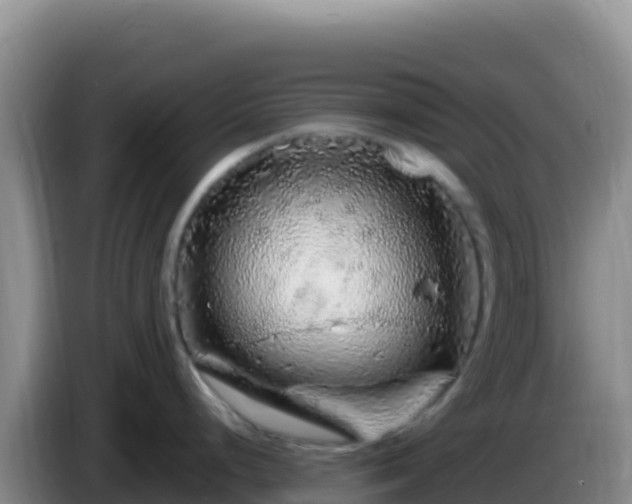 X0000086261248200704051256