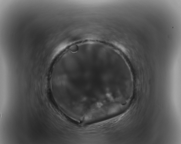 X0000086261263200704051255