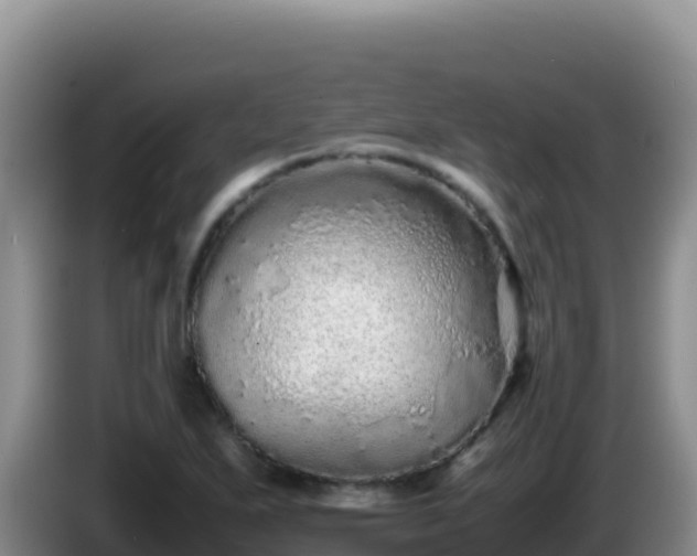 X0000086261271200704051255