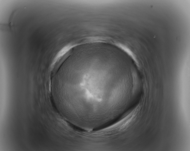 X0000086261365200704051253
