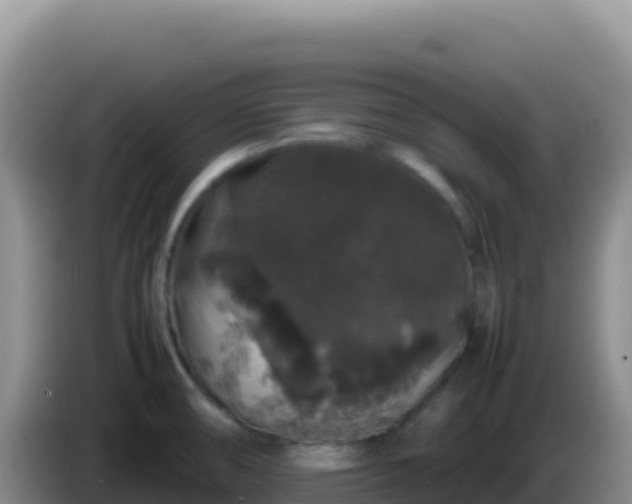 X0000086261474200704051252